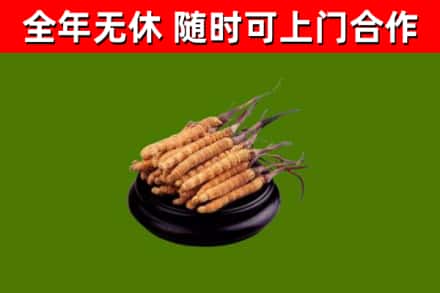 巴彦淖尔回收冬虫夏草